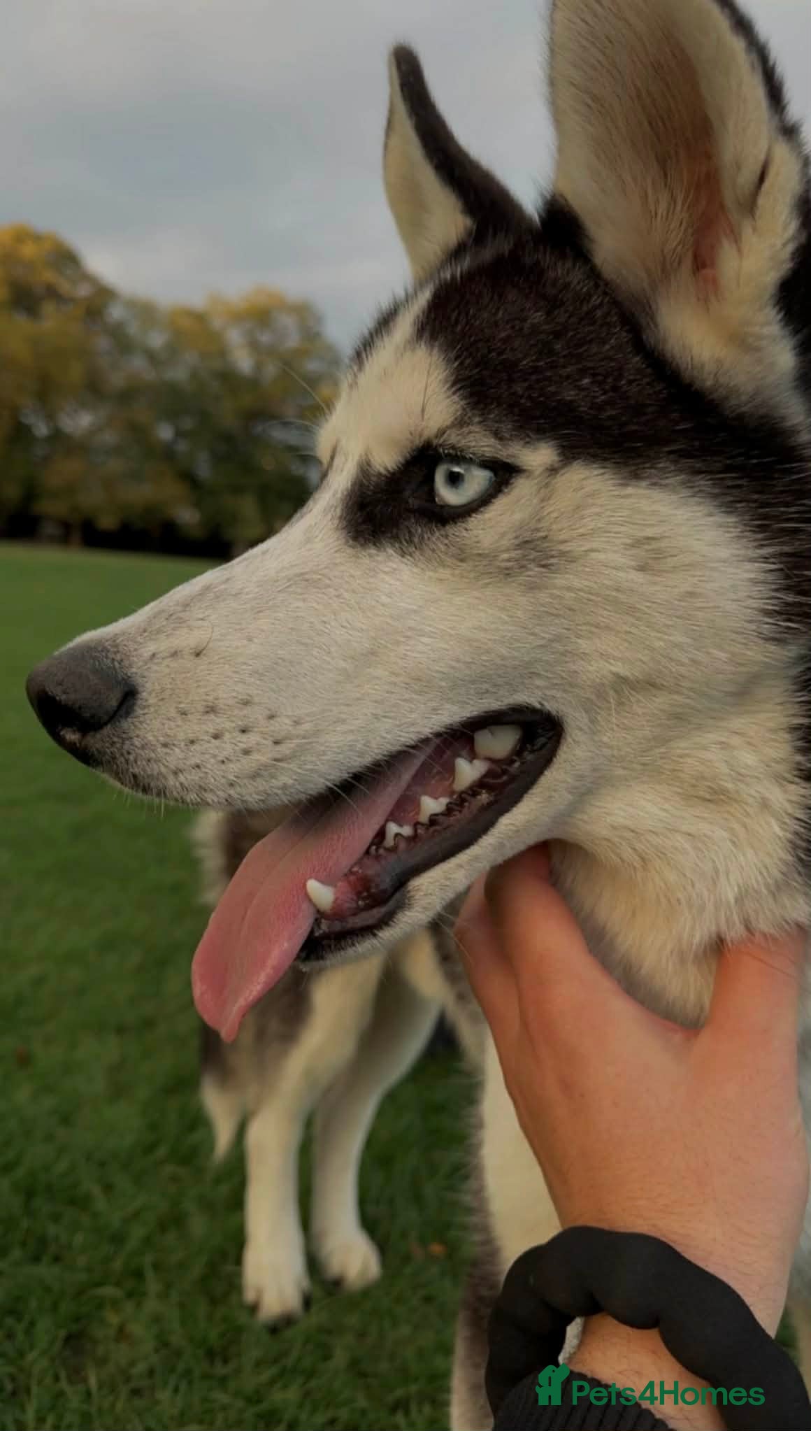 Siberian Husky dogs Siberian Husky - Advert 13