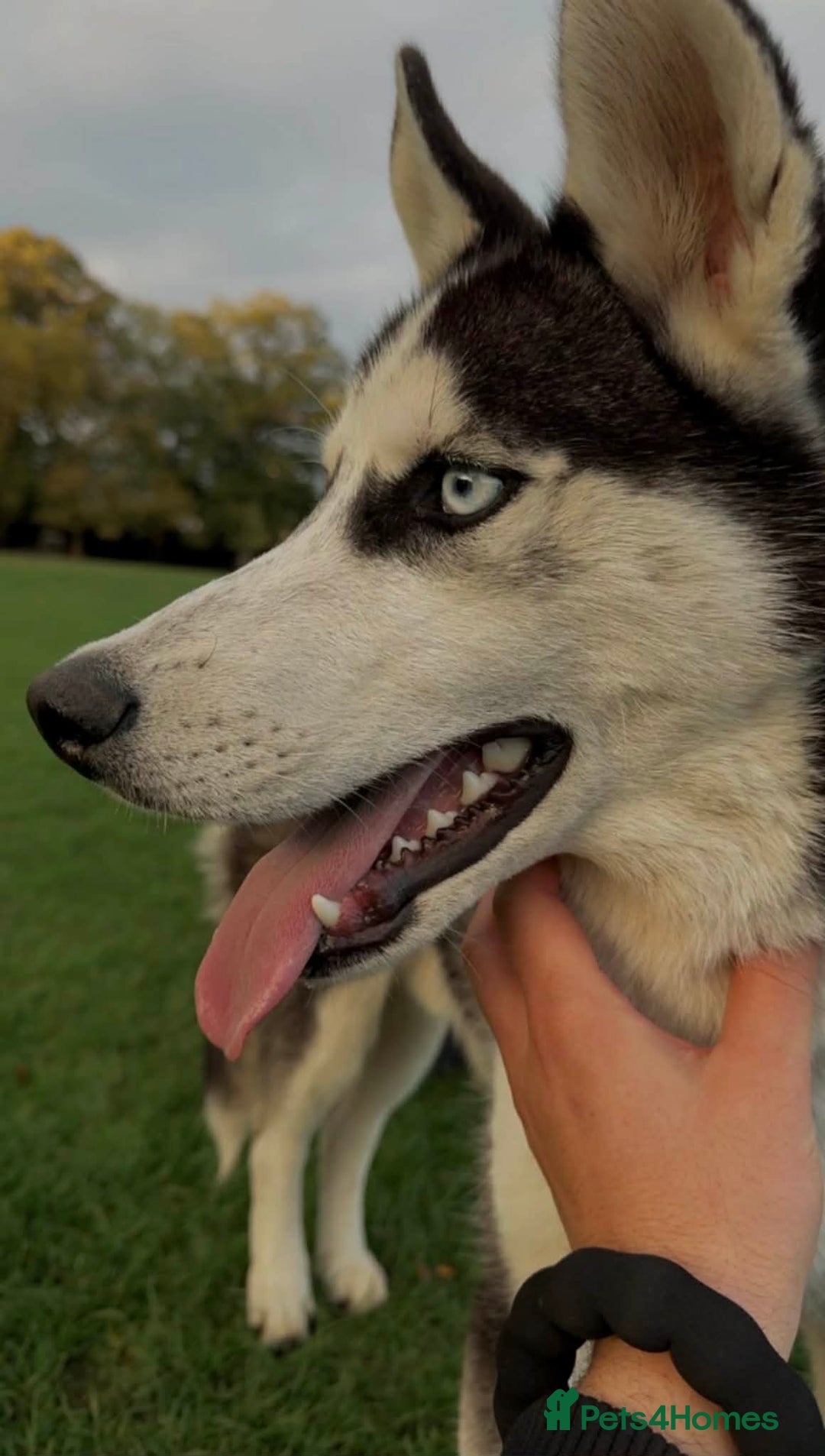 Siberian Husky dogs for sale: Siberian Husky - Advert 1