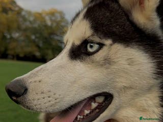 Siberian Husky dogs Siberian Husky - Advert 7