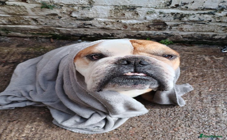 English Bulldog dogs - Advert 2
