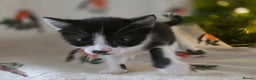 Mixed Breed cats for sale: Gorgeous kittens - Advert 3