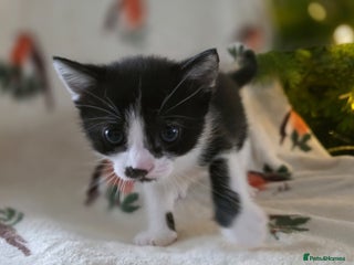 Mixed Breed cats One boy left - Advert 5