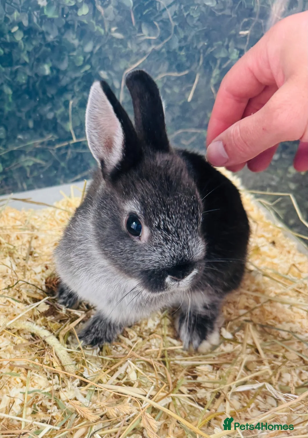 Netherland Dwarf rabbits for sale: “”BLUE OTTER”” Netherland dwarf bunnies - Advert 1