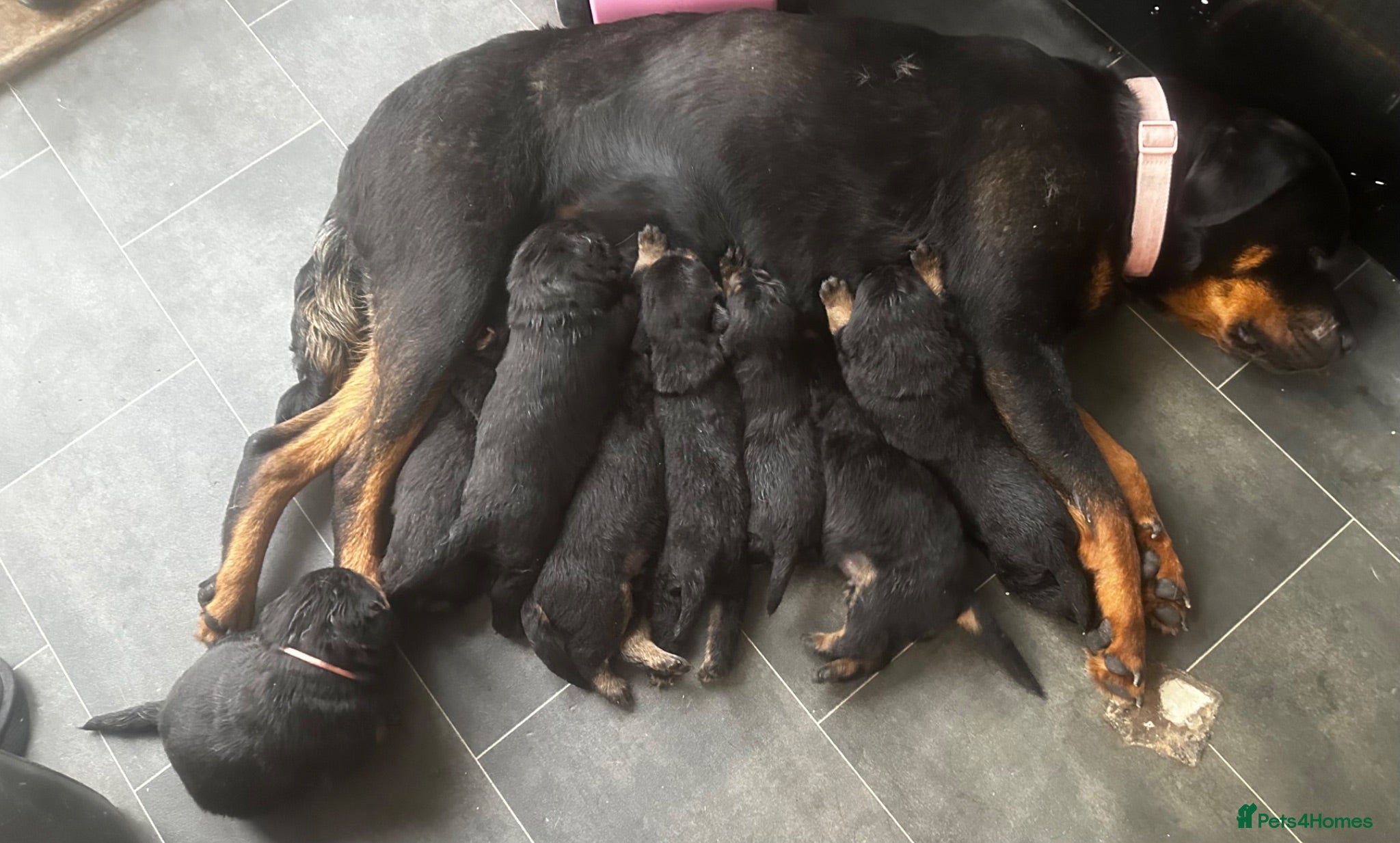 Rottweiler dogs Gorgeous Rottweiler pups - Advert 12