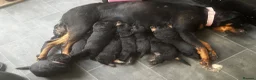 Rottweiler dogs for sale: Gorgeous Rottweiler pups - Advert 1