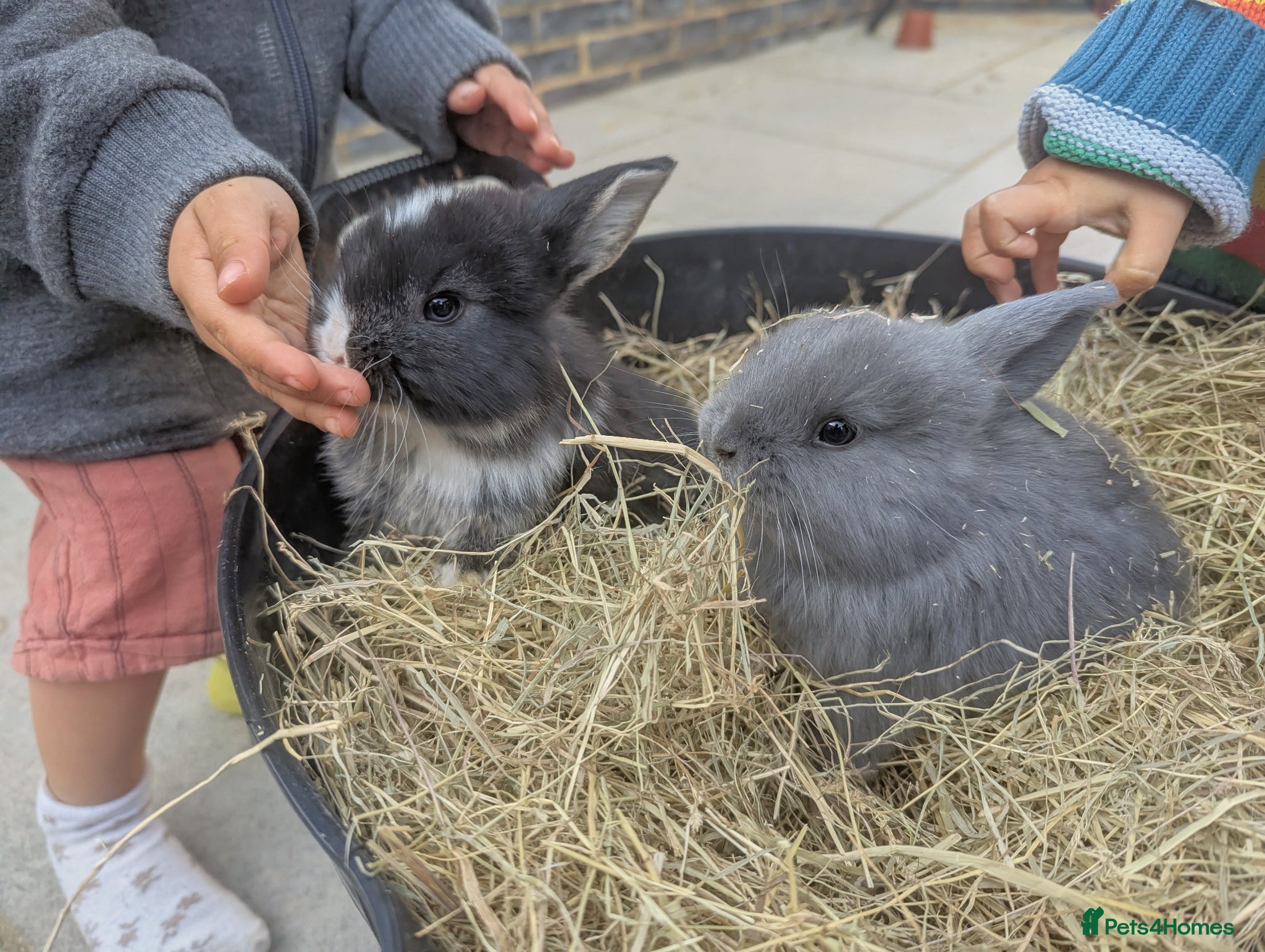 French Lop rabbits Beautiful French lop/Mini lop - Advert 11