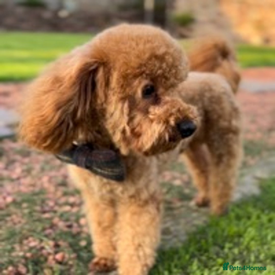 Toy Poodle dogs for stud: ONLY 3KG 9INCH Red DNA Tested Toy Poodle STUDS!! in Welshpool - Advert 4