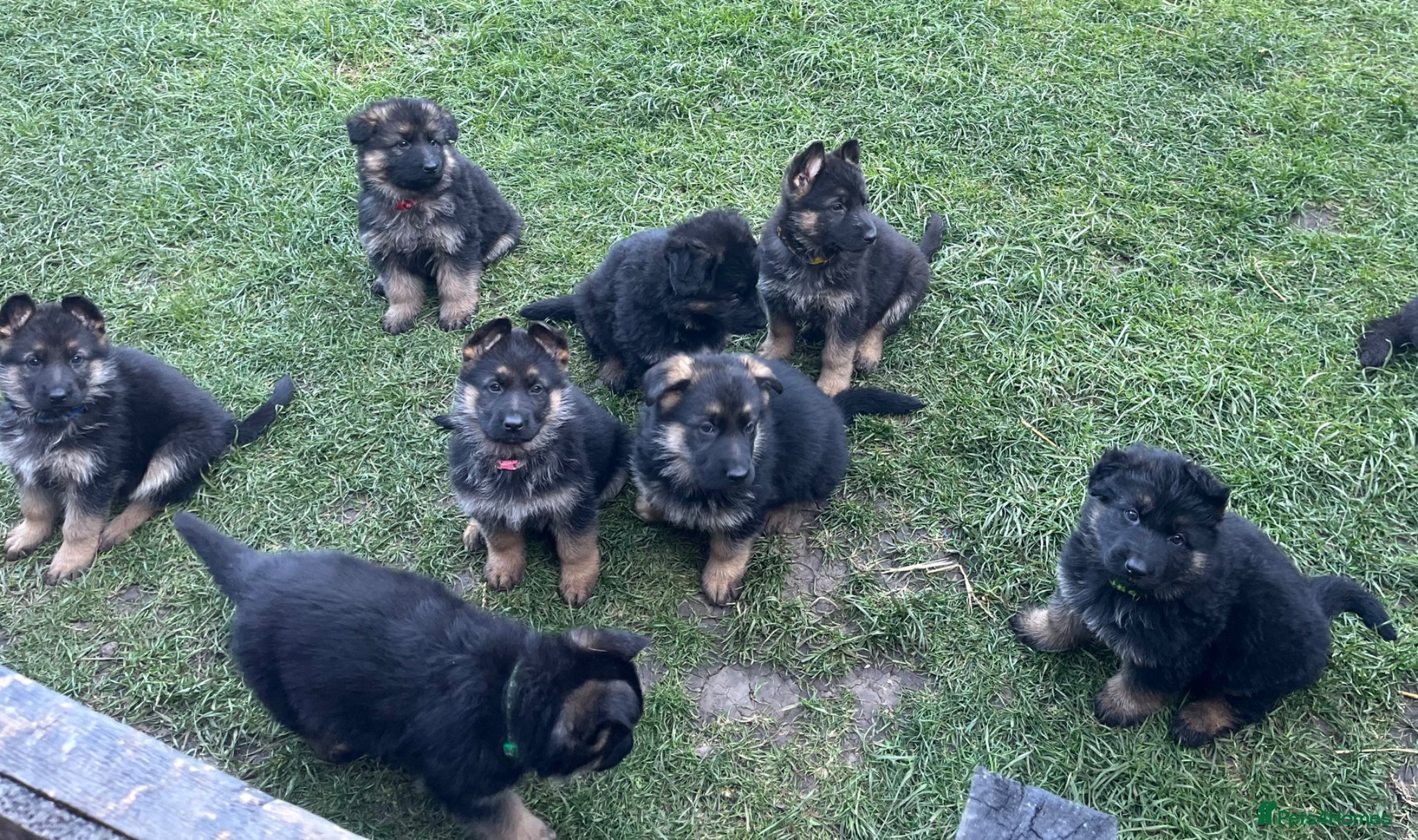 German Shepherd dogs Kc registered German shepherd puppies  - Advert 2