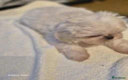 Shih Tzu dogs for sale: Outstanding Imperial Shih Tzu Pups - Image 19