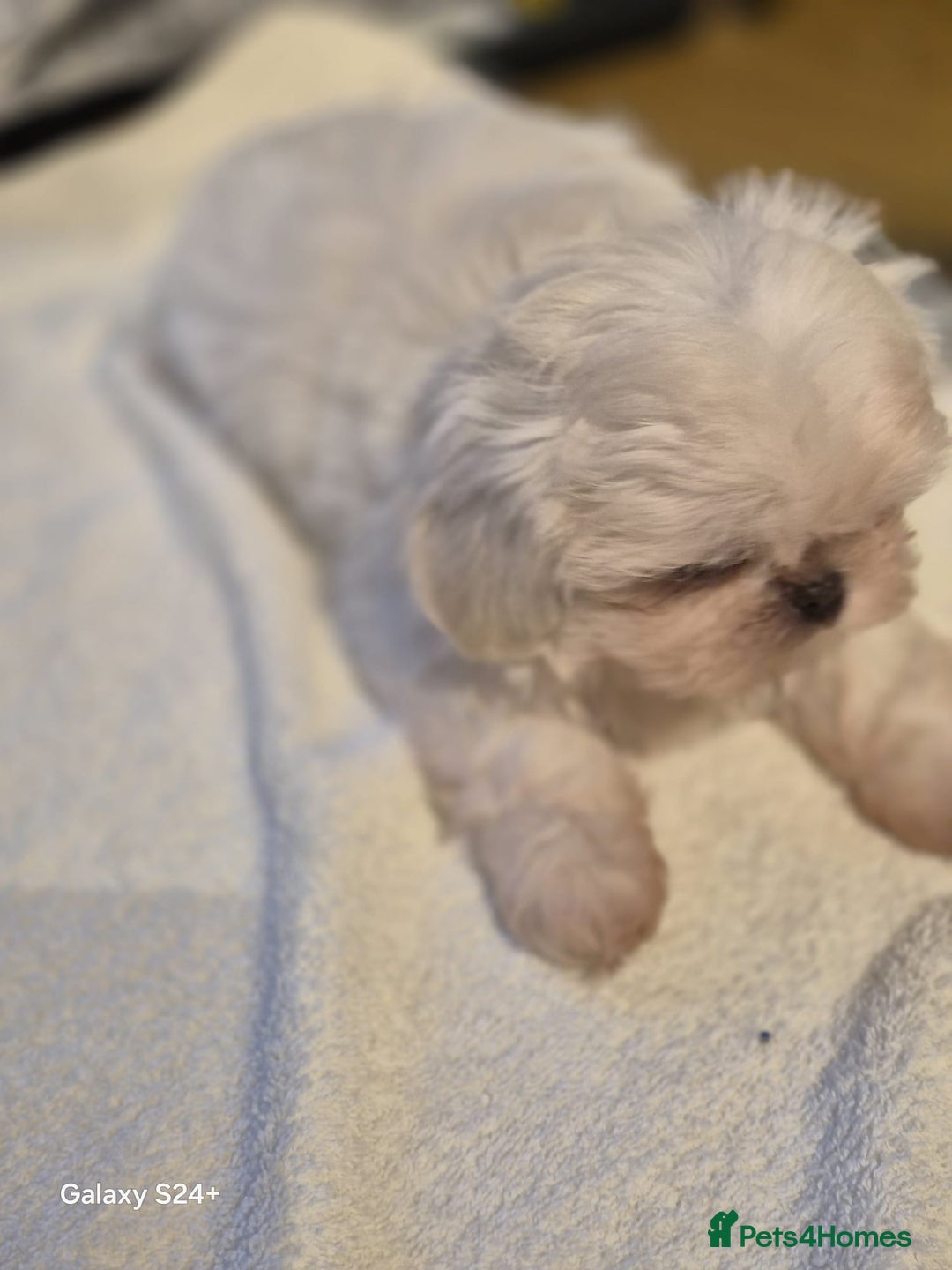 Shih Tzu dogs for sale: Outstanding Imperial Shih Tzu Pups - Image 19