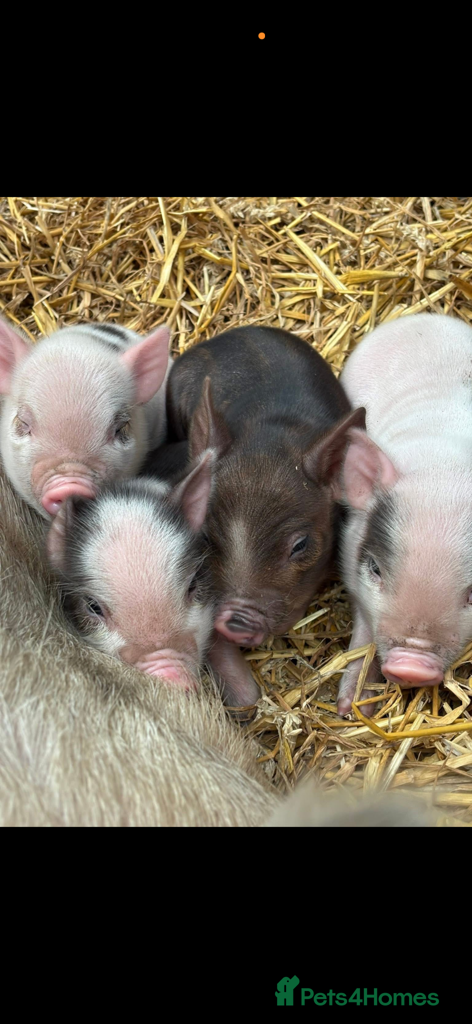 Pig livestock juliana piglets  - Advert 1