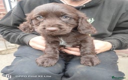 Cocker Spaniel dogs for sale: Working Cocker Spaniel Puppies For Sale - Image 17
