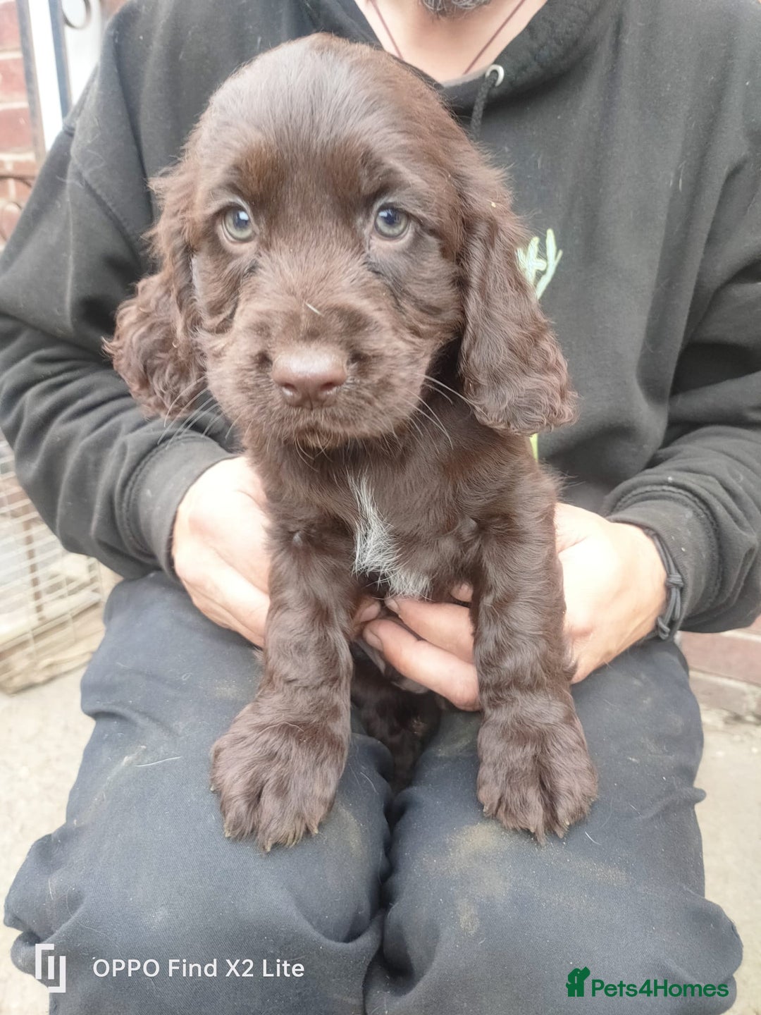 Cocker Spaniel dogs for sale: Working Cocker Spaniel Puppies For Sale - Image 17