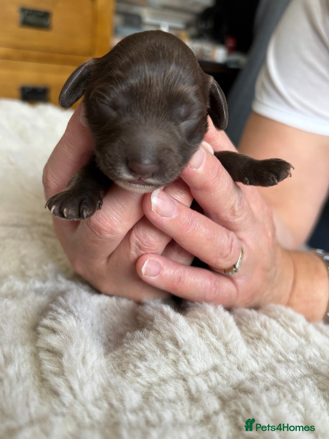 Cockapoo dogs for sale: 🍫🐶 F1b Chocolate Cockapoo Puppies🐶🍫  - Image 26