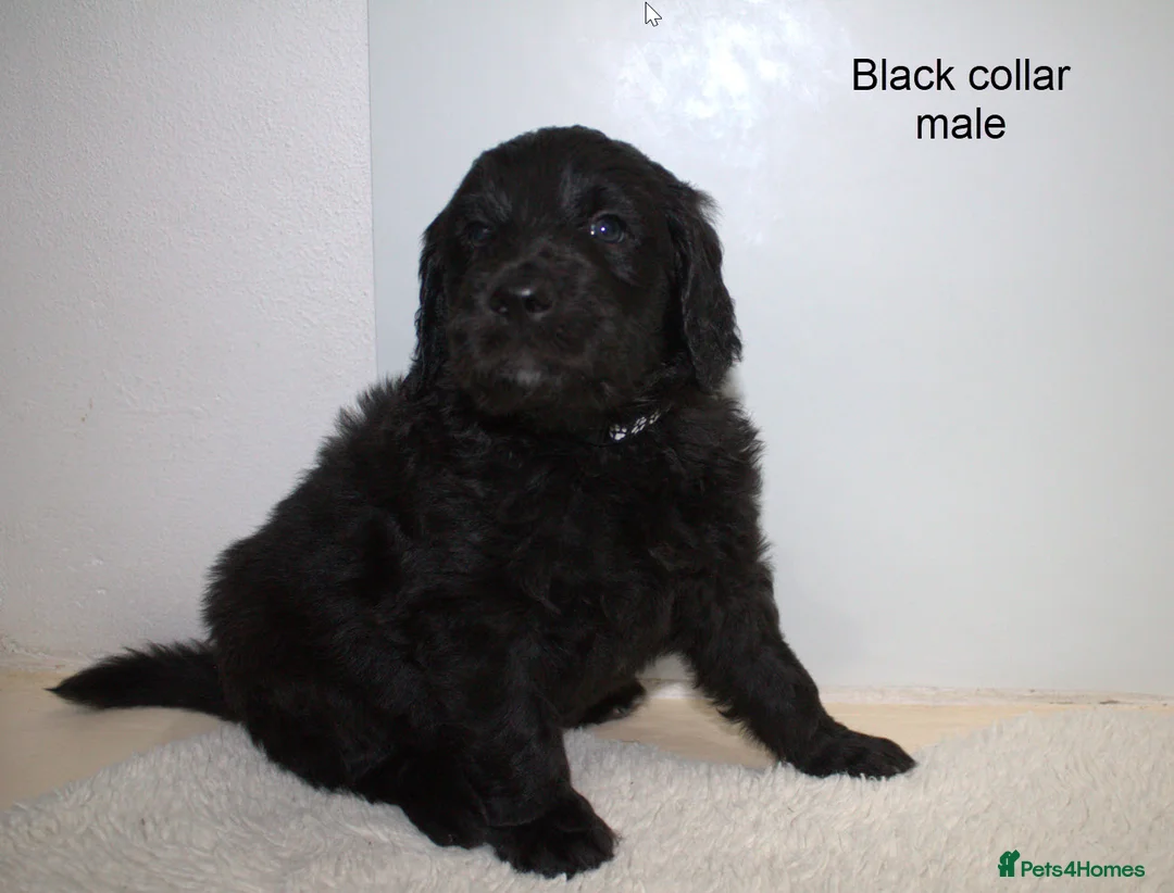 Goldendoodle dogs for sale: FB1 Goldendoodle pupies - Advert 2