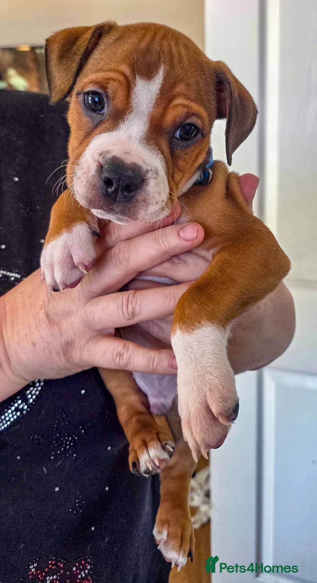 Mixed Breed dogs for sale: English Bulldog Staffy Puppies Loving Homes Wanted in Worksop - Advert 8
