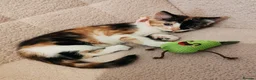 Mixed Breed cats for sale: 4 Loving kittens for sale  - Advert 12