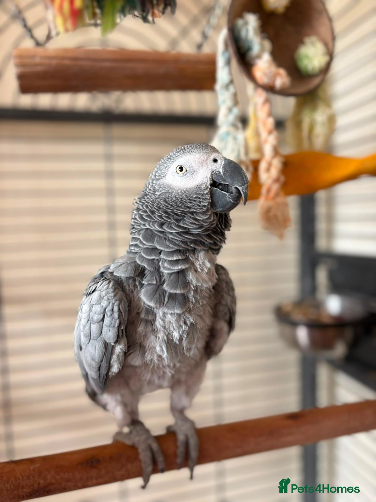 Parrots birds African grey parrot - Advert 7