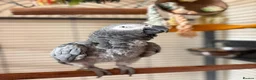 Parrots birds for sale: African grey parrot - Advert 1