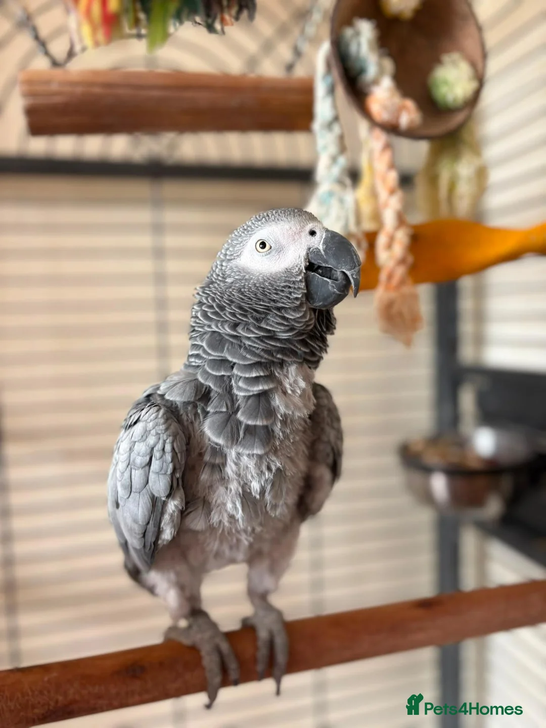 Parrots birds for sale: African grey parrot - Advert 1