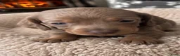 Dachshund dogs for sale: DACHSHUND PUPPIES LOOKING FOR NEW FOREVER HOMES🐶 - Advert 8