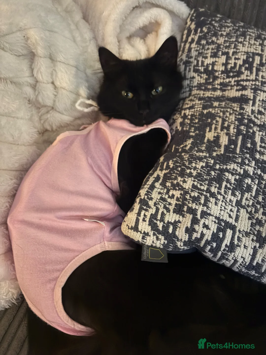 Mixed Breed cats for sale: Rehoming our girl Bella  in Blackwood - Advert 3