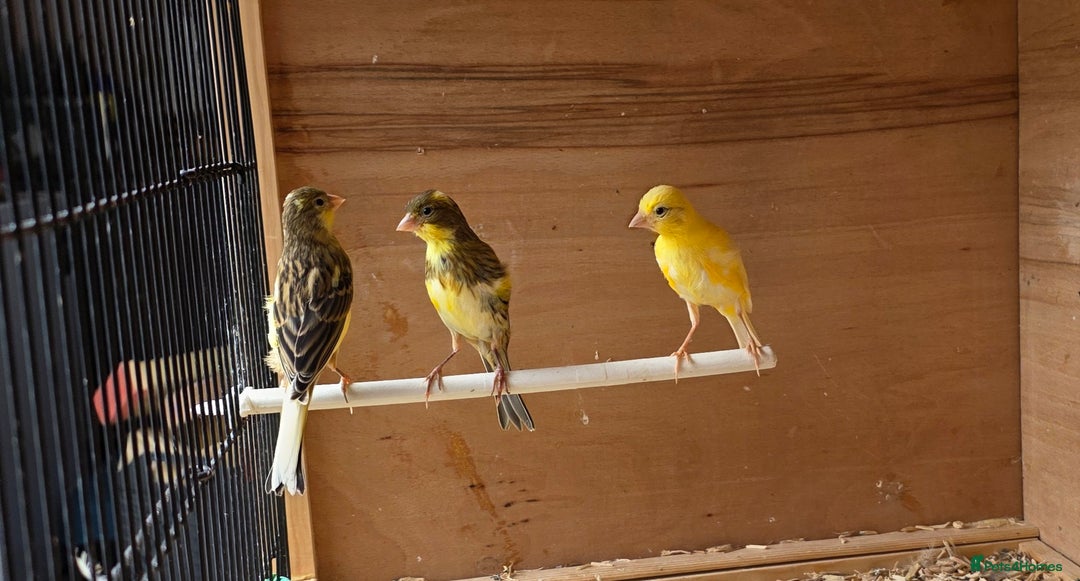 Canaries birds for sale: Irish fancy  canaies for sale  - Image 1