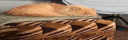 Siamese cats for sale: Beautiful Siamese x Persian kittens ready to go - Advert 3
