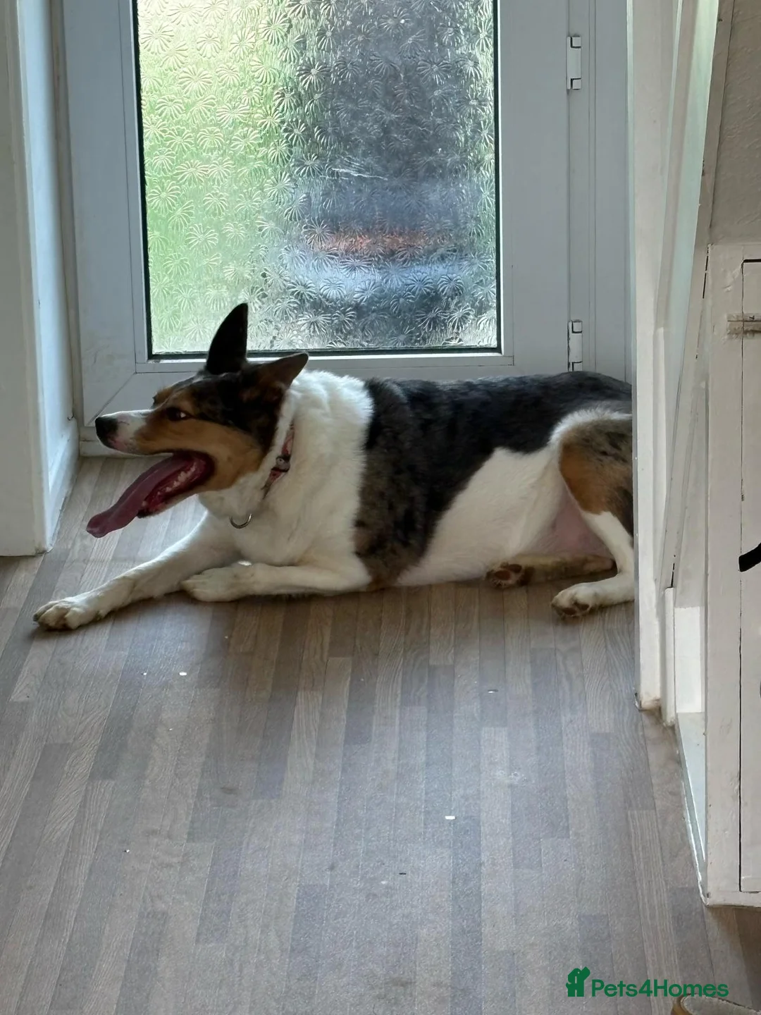 Border Collie dogs for sale: Border collie, please read discription in Daventry - Advert 2