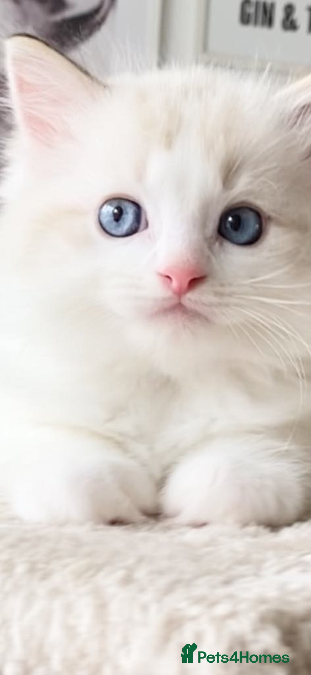 Ragdoll cats for sale: INDOOR TWO MALE GCCF REGISTERED RAGDOLL KITTENS - Image 21