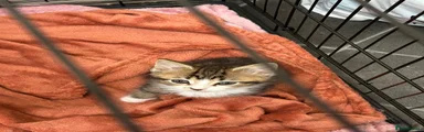 Bengal 3