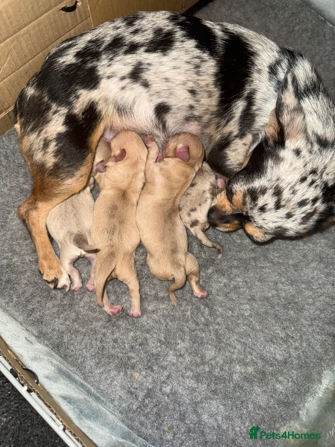 Chihuahua dogs for stud: *STUD NOT SALE* - Advert 18