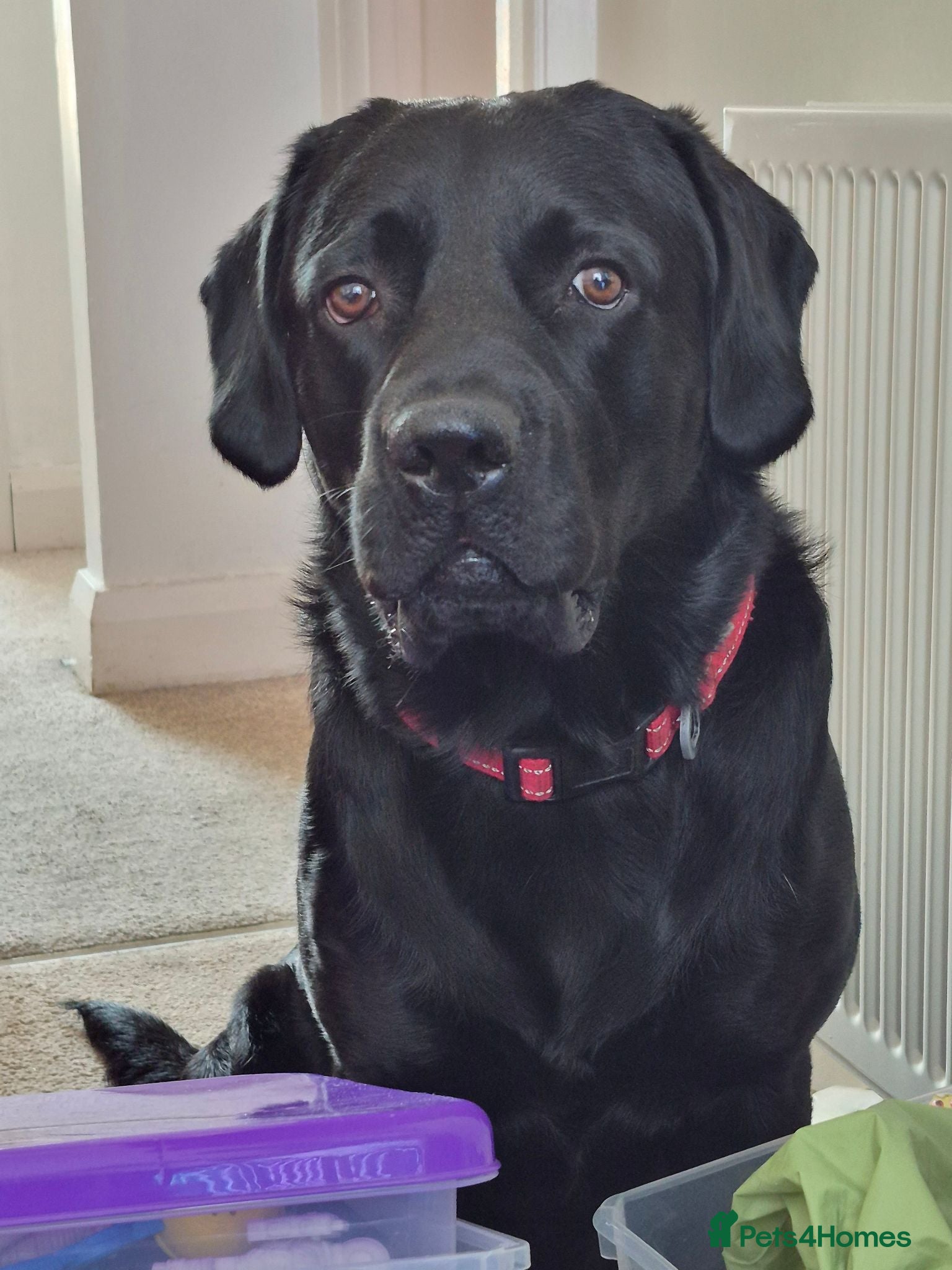 Labrador Retriever dogs Our Lab Milo - Advert 5