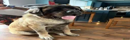 Mastiff dogs for sale: Old English Mastiff  in Doncaster - Advert 6