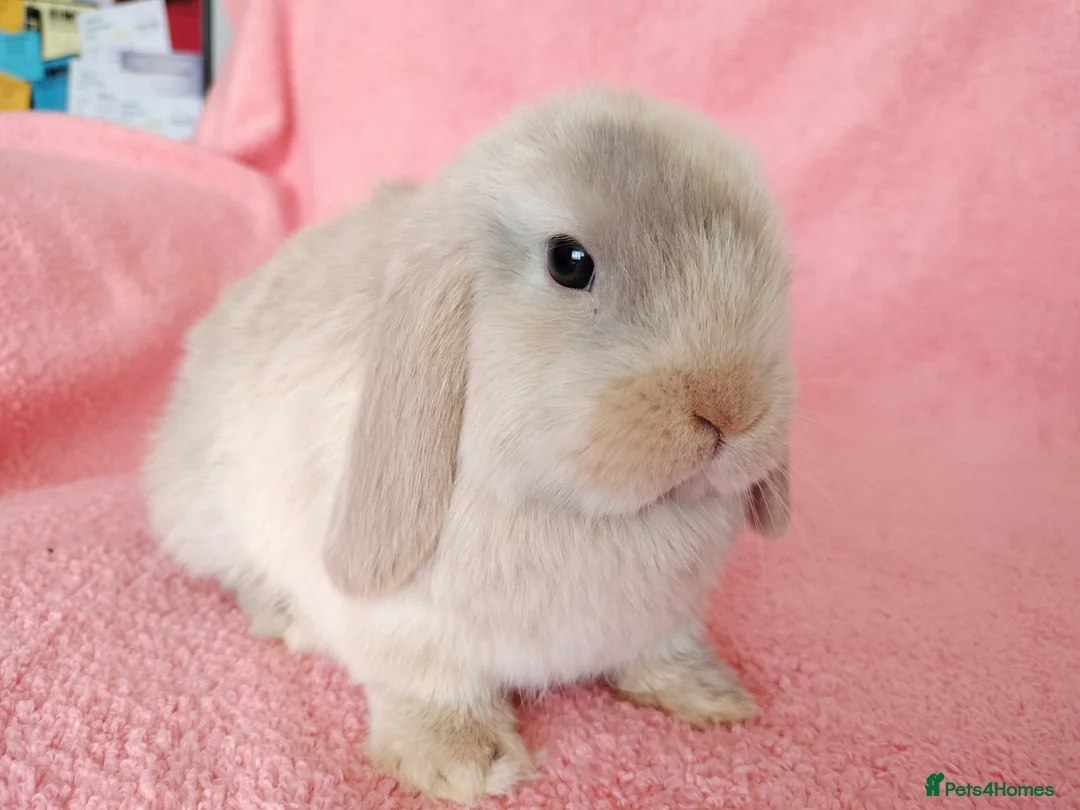 Mini Lop rabbits for sale: Baby mini lops for sale  - Advert 2
