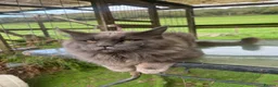Maine Coon cats for sale: Pedigree Maine coon kittens  - Advert 8