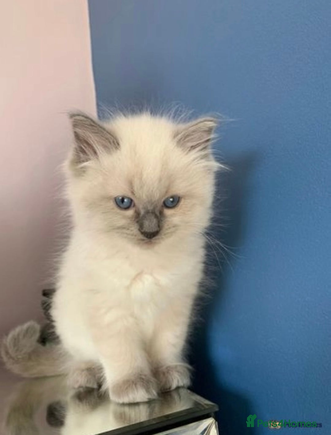 Ragdoll cats for sale: Pure Bluepoint Ragdoll kittens - Image 5