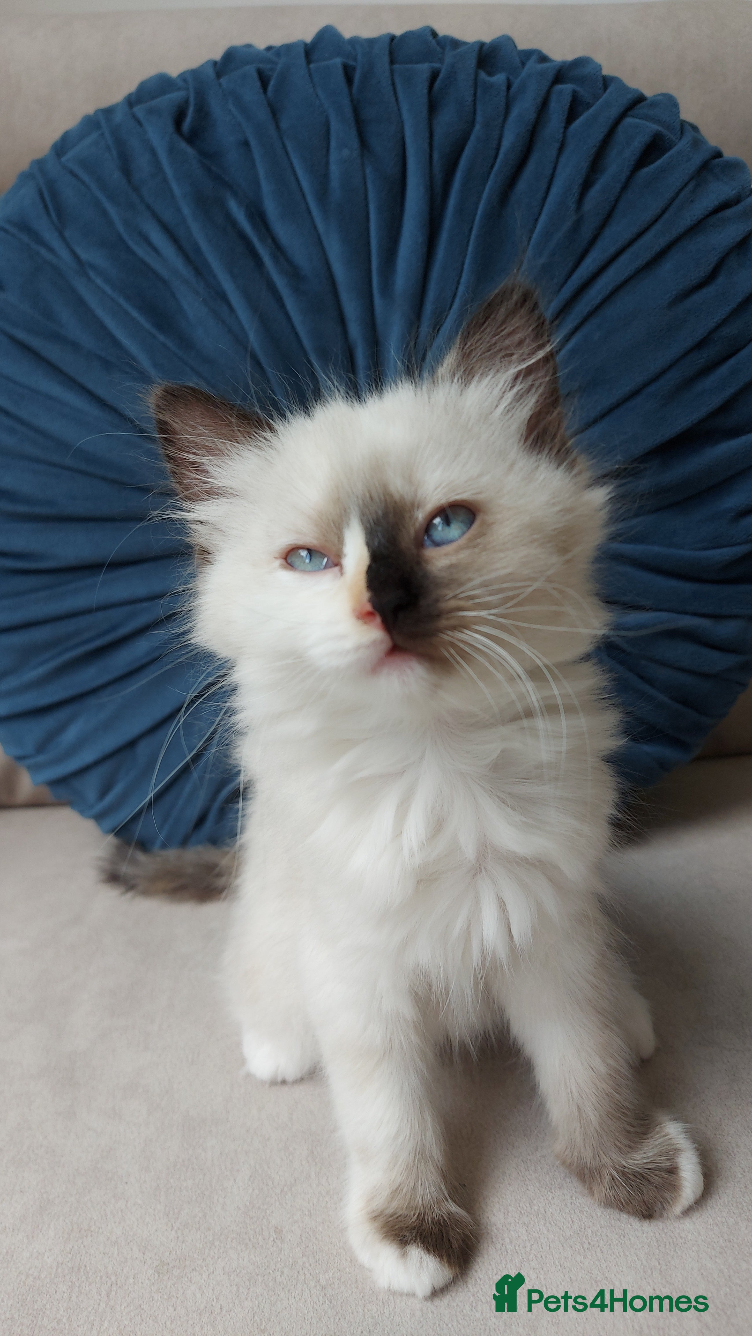 Ragdoll cats STUNNING Ragamese Kittens Ready to Leave - Advert 1