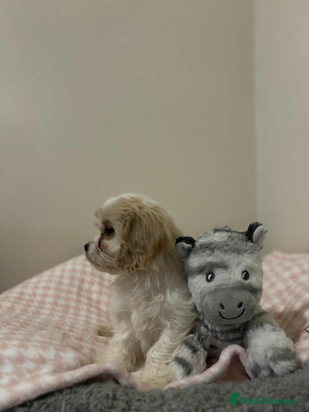 Cavachon dogs for sale: Cavachon Puppies  - Advert 25