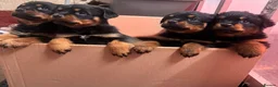 Rottweiler dogs for sale: Stunning KC Reg Old Type Rottweiler Puppies  - Advert 25