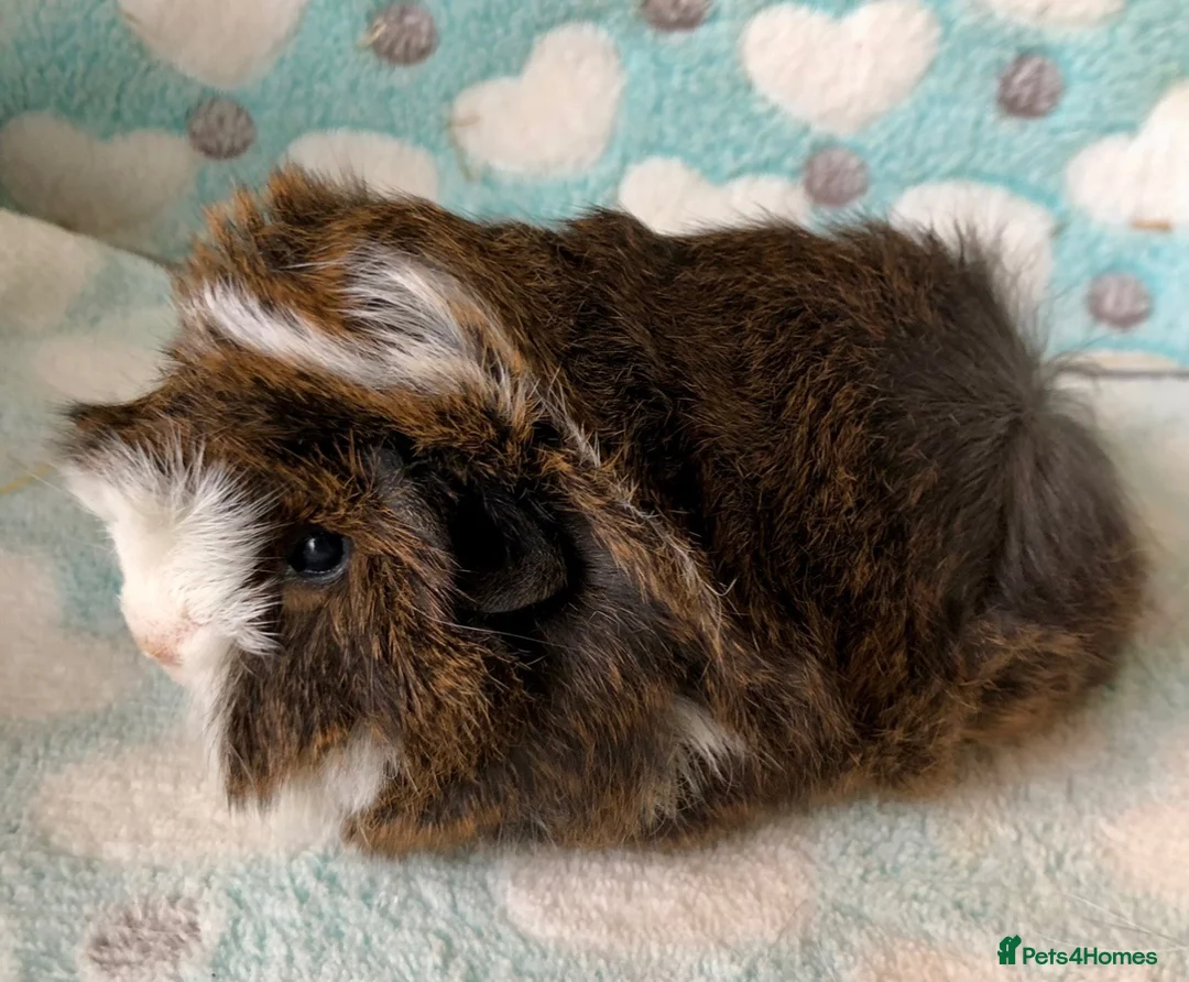 Guinea Pig rodents for sale: Four beautiful Peruvian boars (boys)  - Advert 8