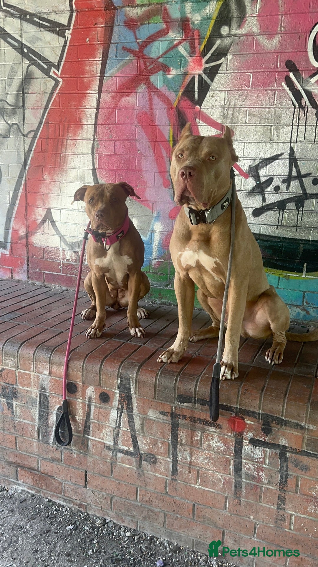 American Bull Staffy dogs for sale: Loving female for adoption  - Advert 5