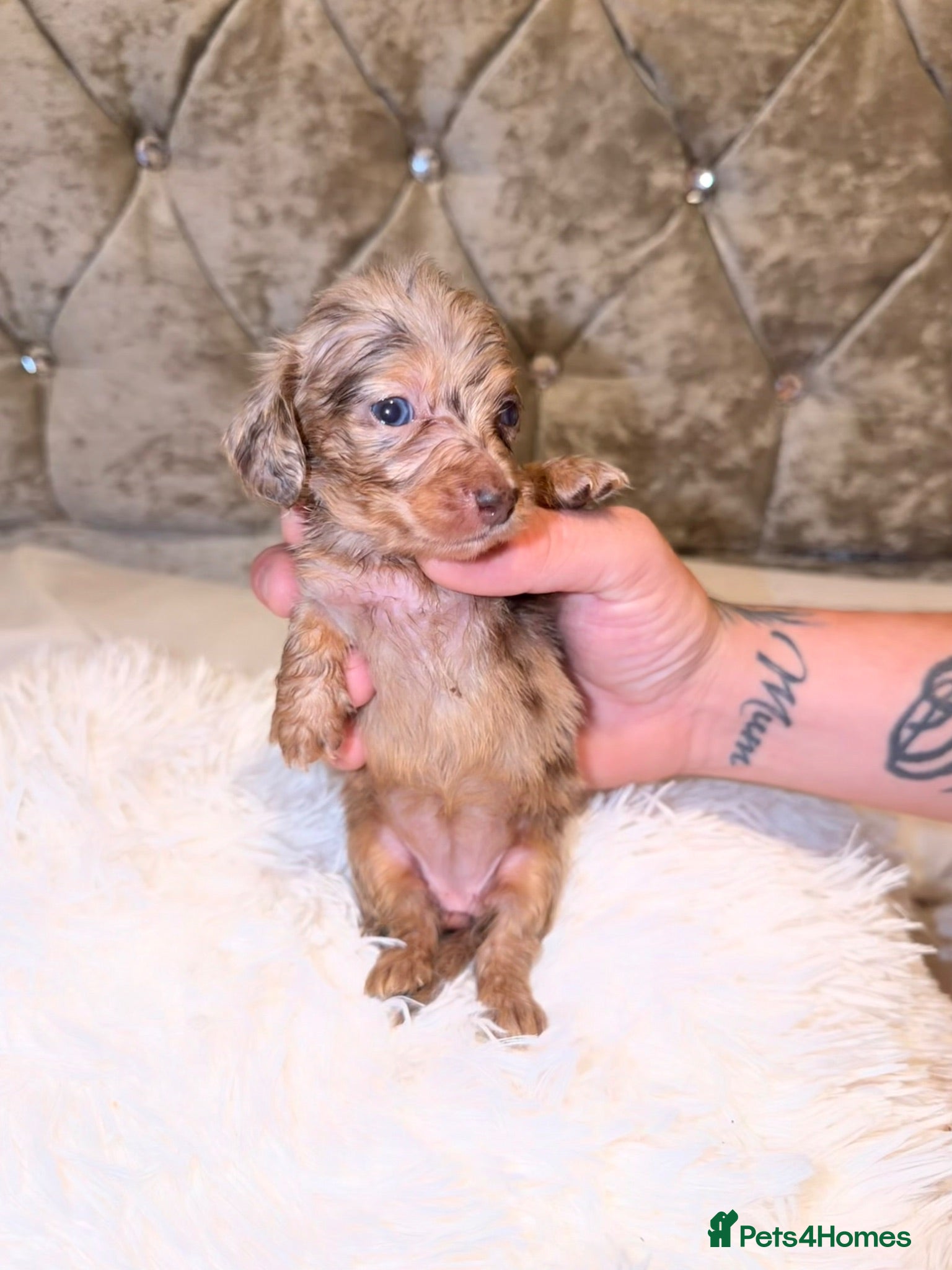 Miniature Dachshund dogs Beautiful Miniature Dachshund Puppies - Advert 15