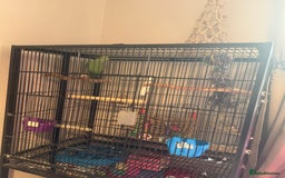 Ringnecks birds for sale: Male Indian Ringneck & Cage - Image 3
