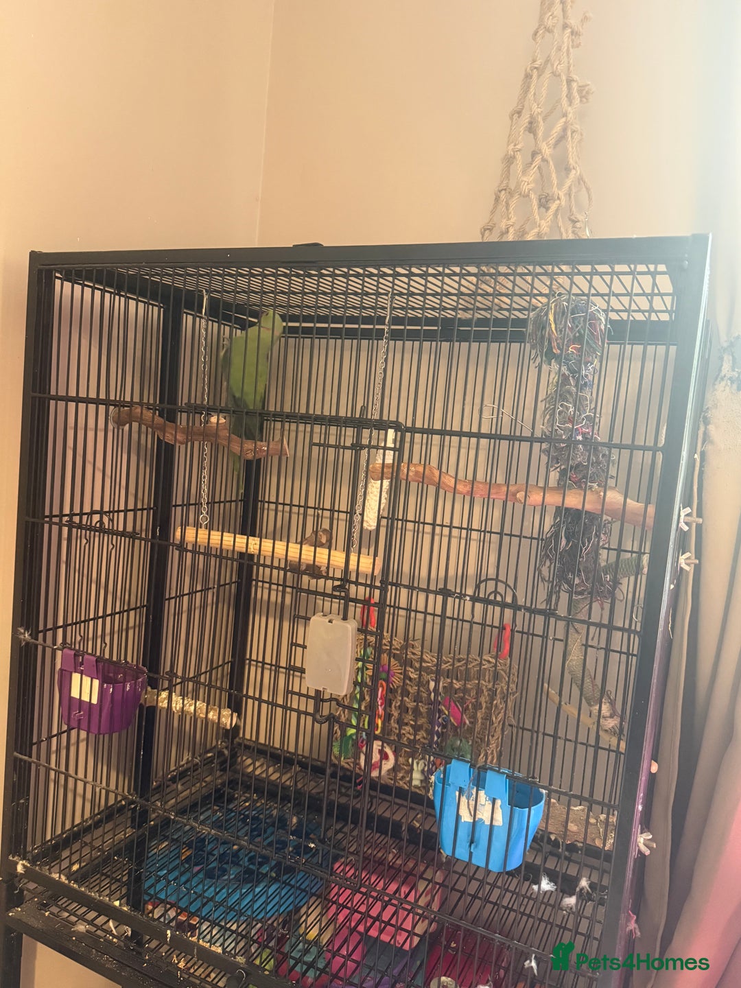 Ringnecks birds for sale: Male Indian Ringneck & Cage - Image 3