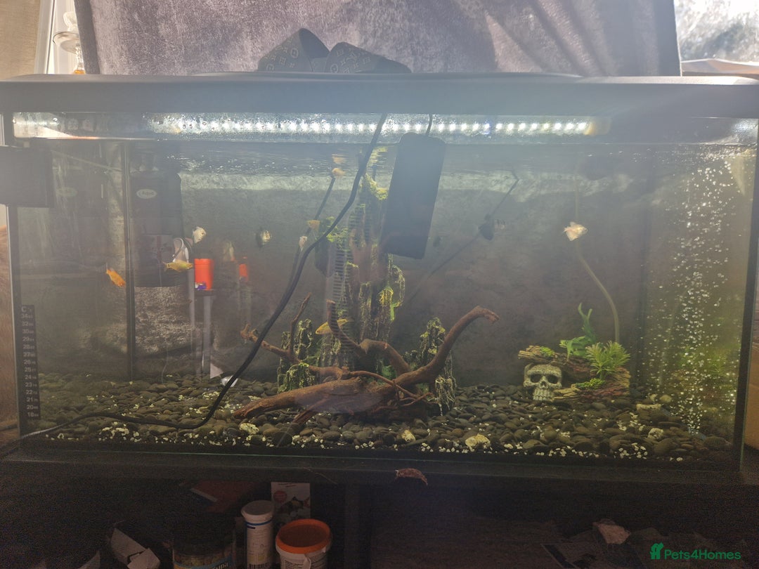Barbs fish for sale: 110 litre full tropical set up  - Image 1