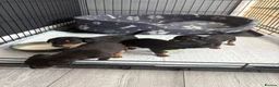 Chihuahua dogs for sale: Puppies  - Advert 3