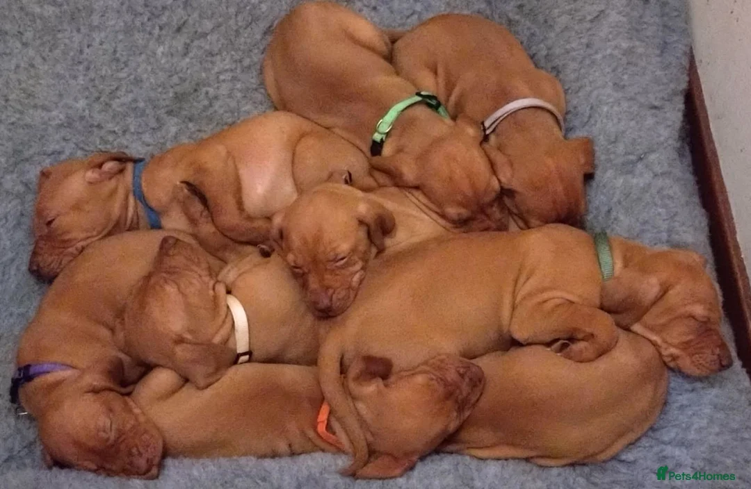 Hungarian Vizsla dogs for sale: KC registered, home-raised litter of vizsla pups in Ellon - Advert 2