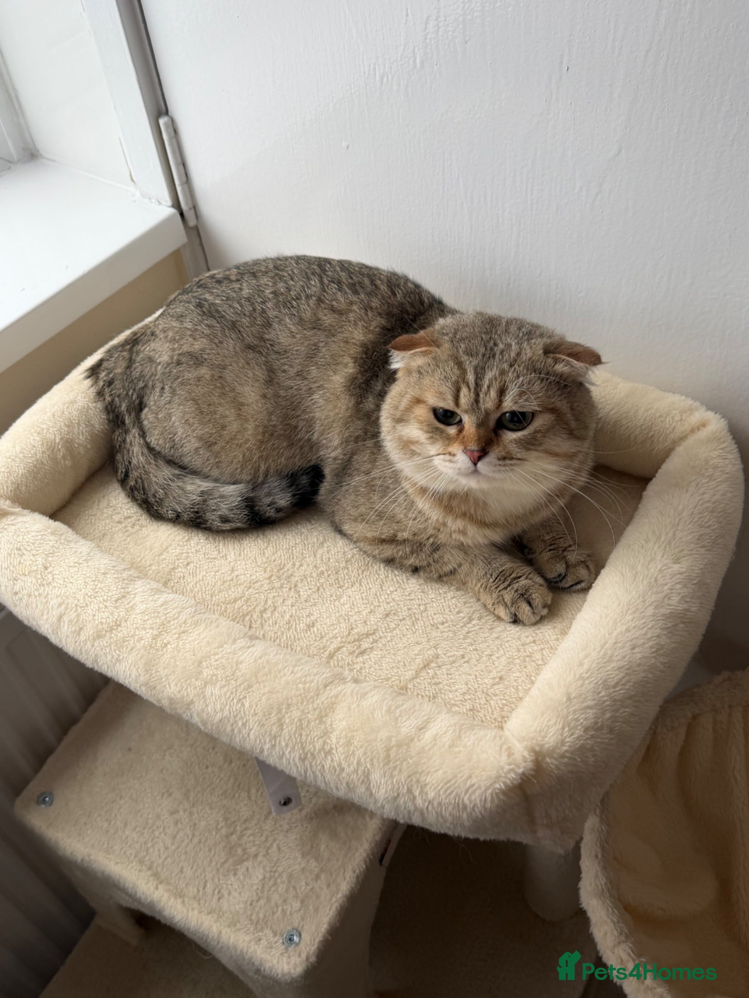 Scottish Fold cats Scottish Fold Golden Shaded Golden Tabby Colouring - Advert 1