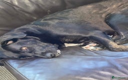 Mixed Breed dogs for sale: English mastiff x Belgian malinois - Image 7